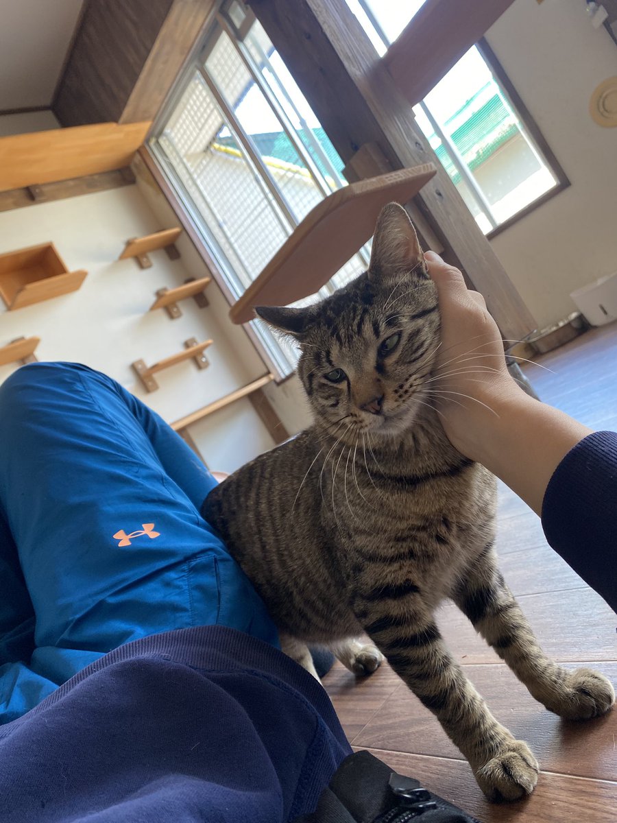 保護猫譲渡るーむ tweet media