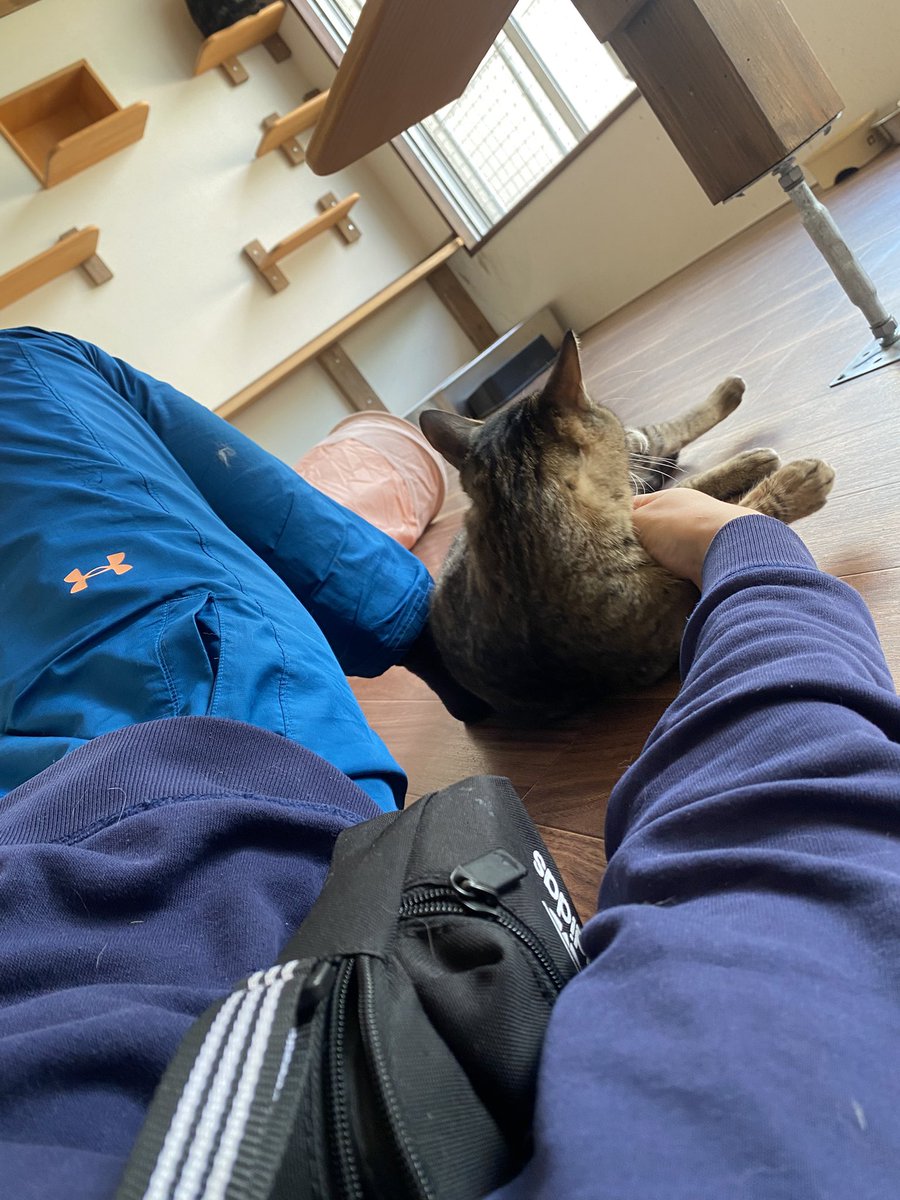 保護猫譲渡るーむ tweet media