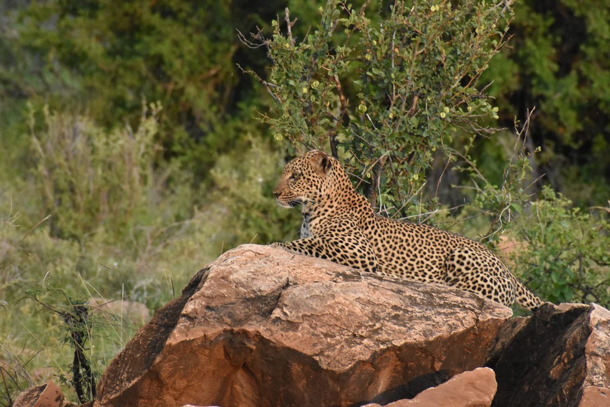Stejos_Tours's tweet image. Nothing beats a high-res look at nature’s most elusive predator. The intricate patterns are a work of art, but the strength is undeniable.

Nature’s beauty or power? 🐾

#Wildlife #NatureLovers #TuesdayMorning #StejosTours