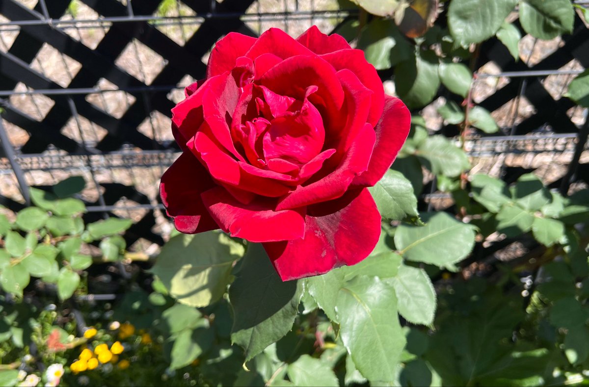miyaling's tweet photo. 今年も咲いた庭のバラ達
特に去年手に入れた黒赤の巨大な花(15cm 
位ある)にフルーツ系の香りのパパメイアン 作出のメイアン社が自社の名前を冠する薔薇の女王🥰
昨日見たプラダを着た悪魔2のミランダみたいと思ったわ https://t.co/eAdIIqD8qw