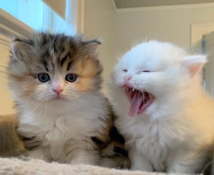 Cats all the way tweet media