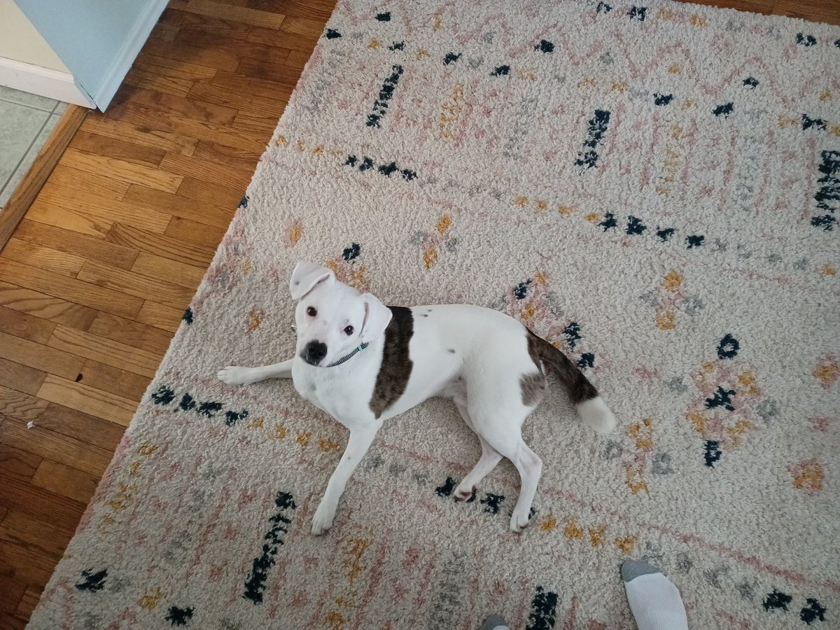 PetDogPower tweet media