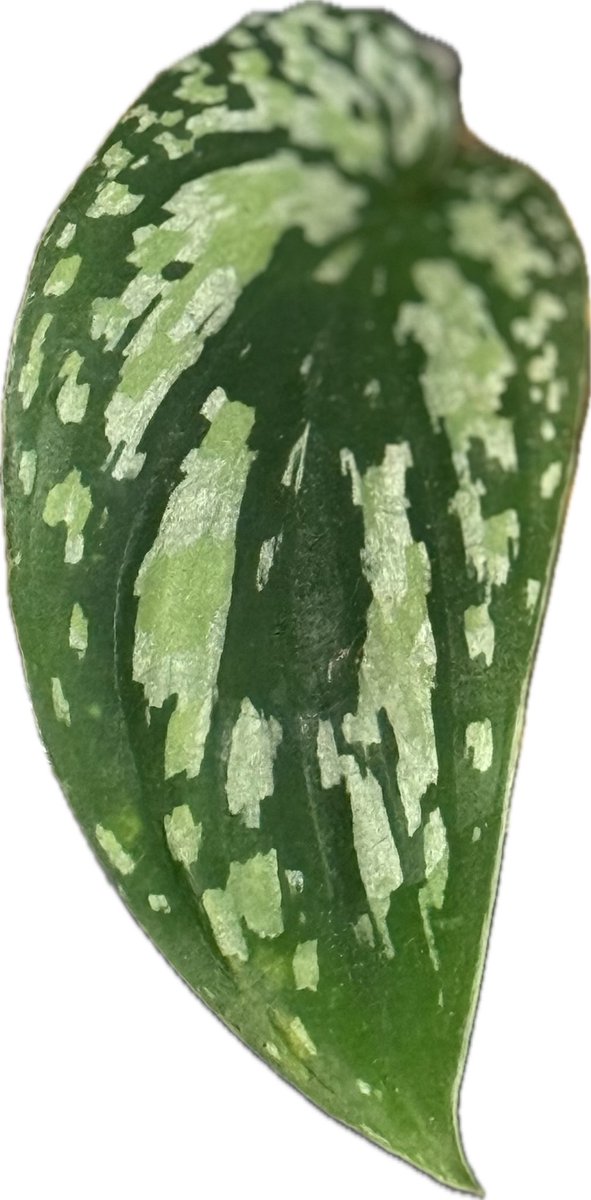 shiinadesuo's tweet photo. 417plants

Scindapsus Snake Scale Tricolor

スキンダプサス（植物）のある暮らし

#植物 #Scindapsus https://t.co/O3Orh3f3b3