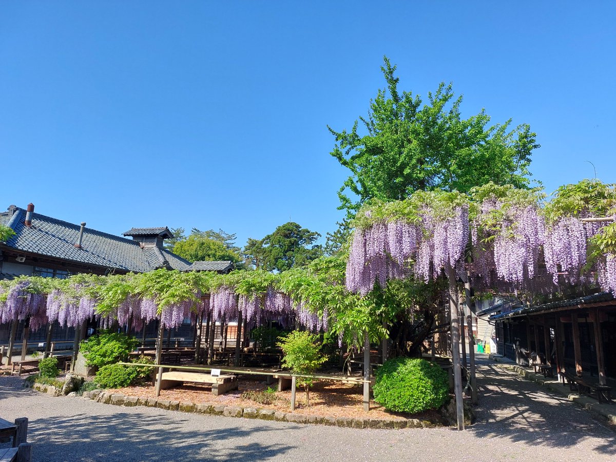 豪農の館 北方文化博物館 tweet media