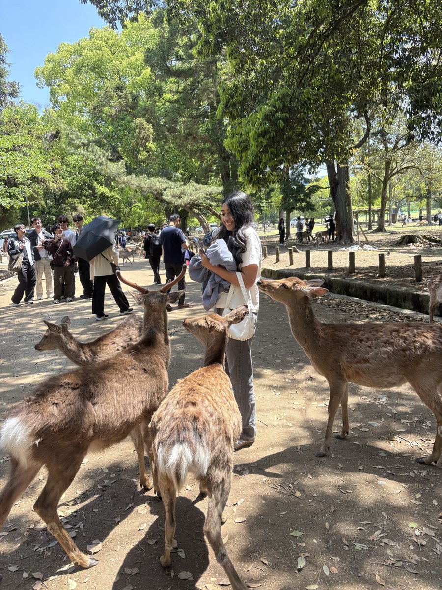 奈良学生ガイド(Nara Student Guide) tweet media
