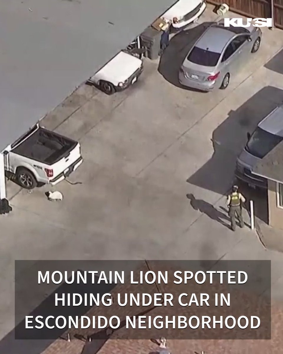 KUSINews's tweet photo. A mountain lion was reported near a residential neighborhood in Escondido, prompting a response from local police and Fish and the California Department of Fish and Wildlife.
https://t.co/B2yoi690BA https://t.co/GH6us6TUEh