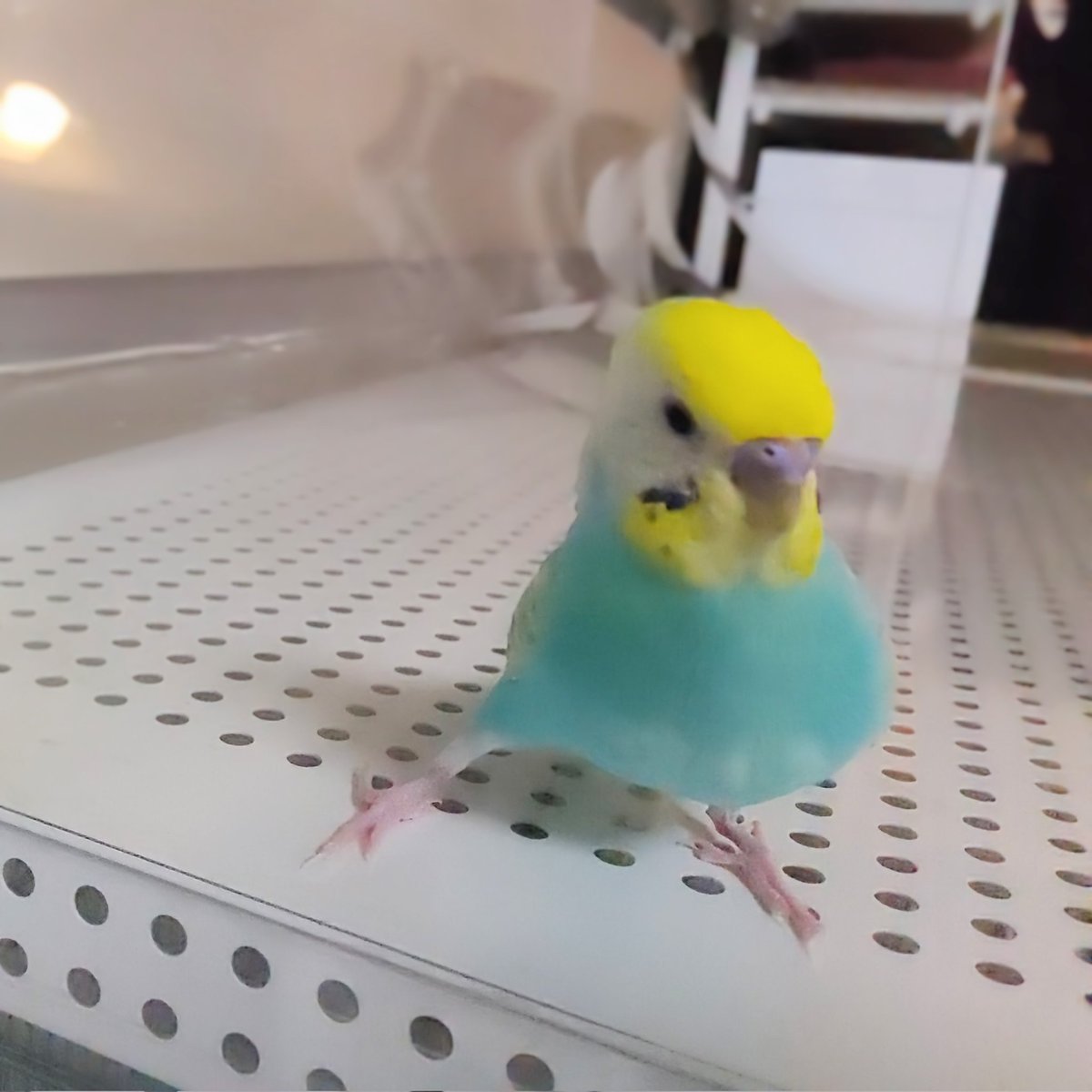 とりちゃん tweet media