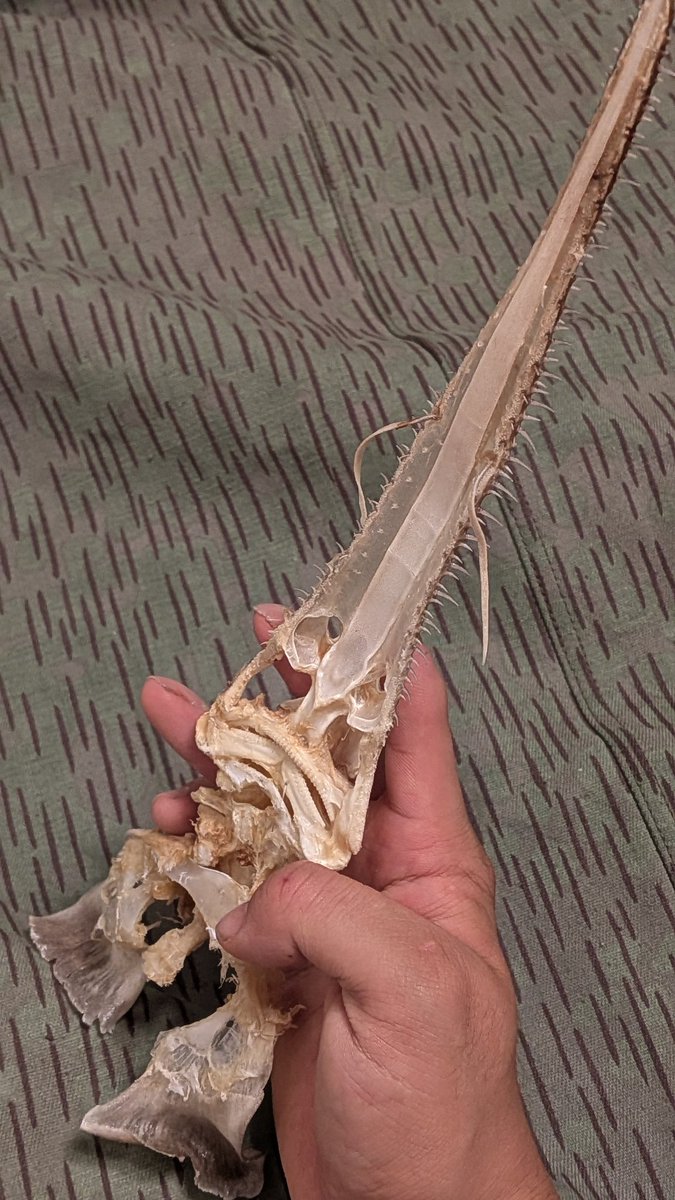 Isurus1810's tweet photo. 今のところ2026年文化祭で新しく展示する標本
・ノコギリザメ全身骨格
・デカいエドアブラ頭骨（鰓付き）
・タロウザメ頭骨
・ギンザメ頭骨
・メカジキ（予定）
・ミズウオ頭骨
深海魚ばっかで草 https://t.co/lq9B7stKtE