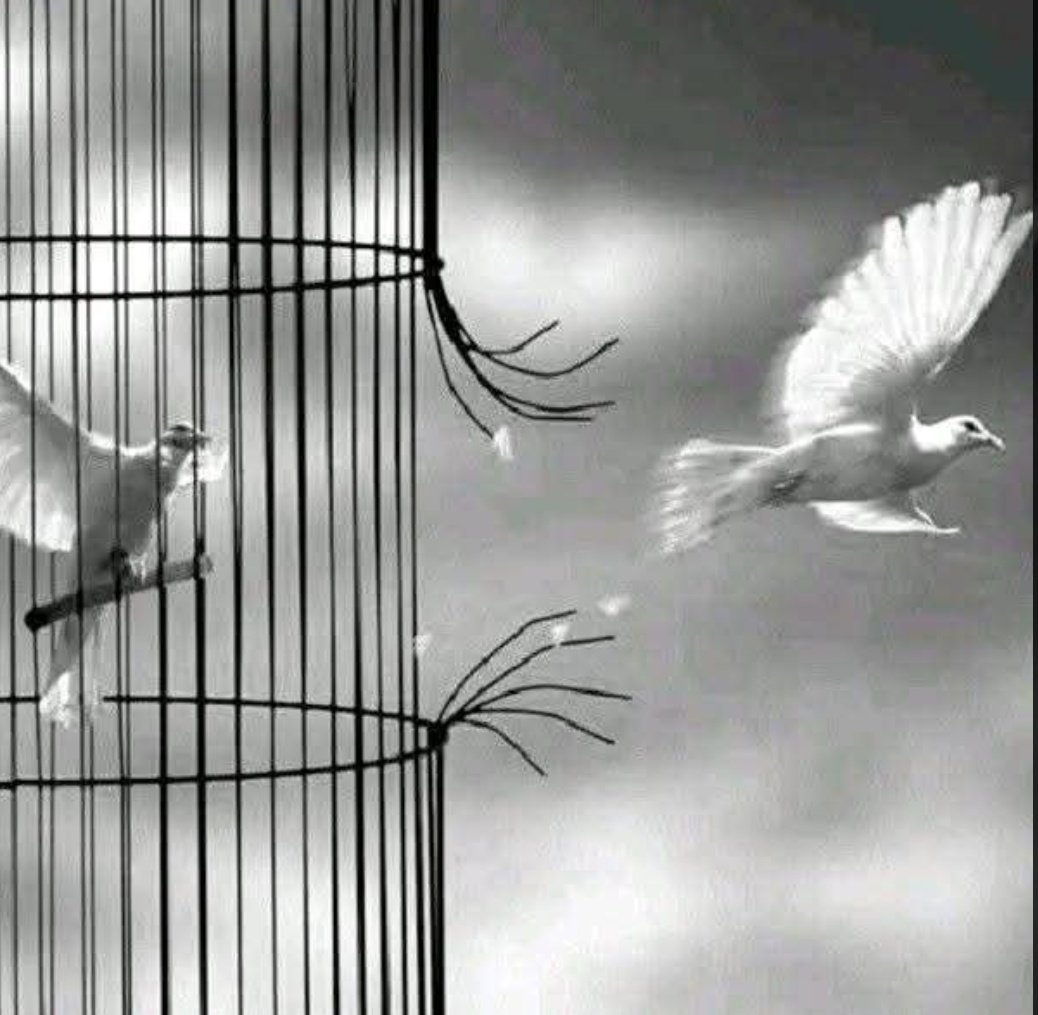 Amal Fatima tweet media