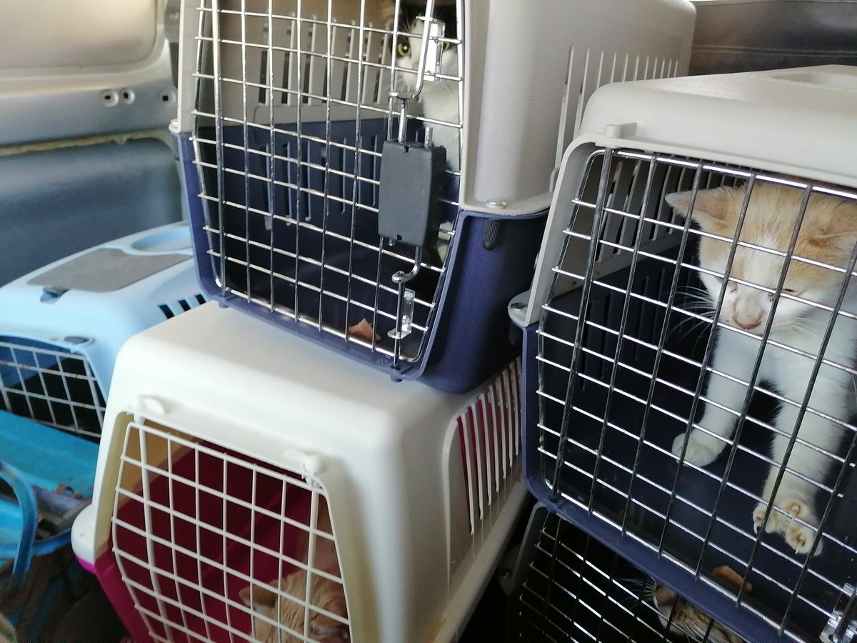 catswithnohope's tweet photo. Tammy always went where no one else would look. She saw the beauty in every rescue, like this little soul in the trash. She has given everything for these cats, and now it’s our turn to hold her in our thoughts. Her Twitter family knows her spirit is unbreakable. Please keep her in your prayers