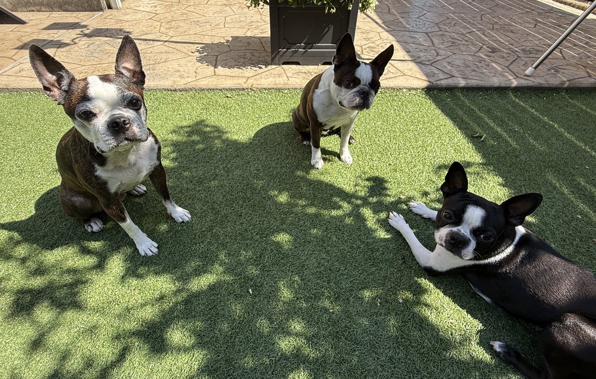 我が家のお三方🐶🐶🐶
今日も元気🐾