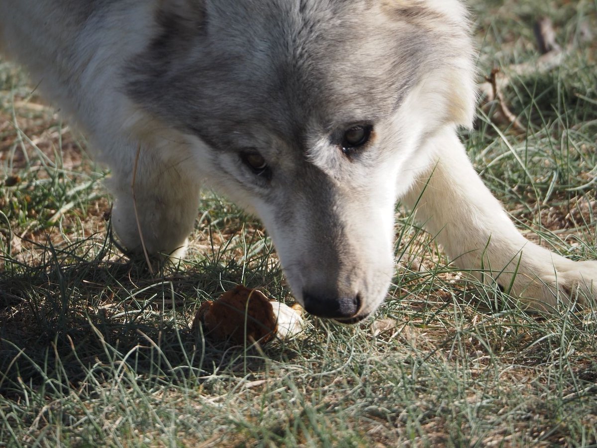Wolf Haven International tweet media