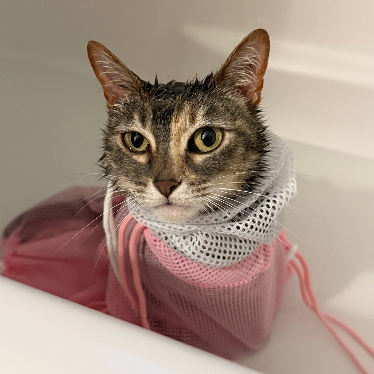 the vet recommended I put my cat in a bag for her medicated baths 

just look at this thing