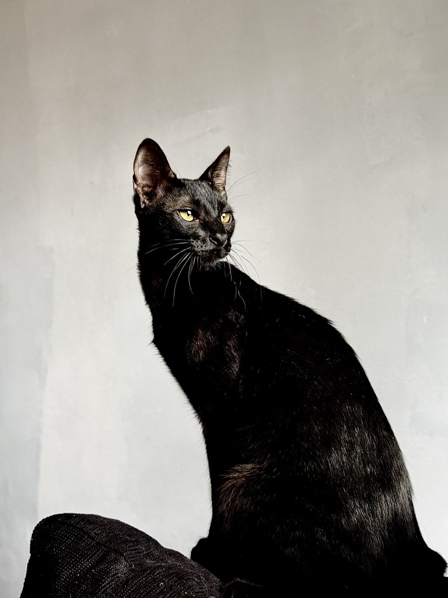 Vengo a presumir a mi panterita de bolsillo por acá 😍 Ónix 🐈