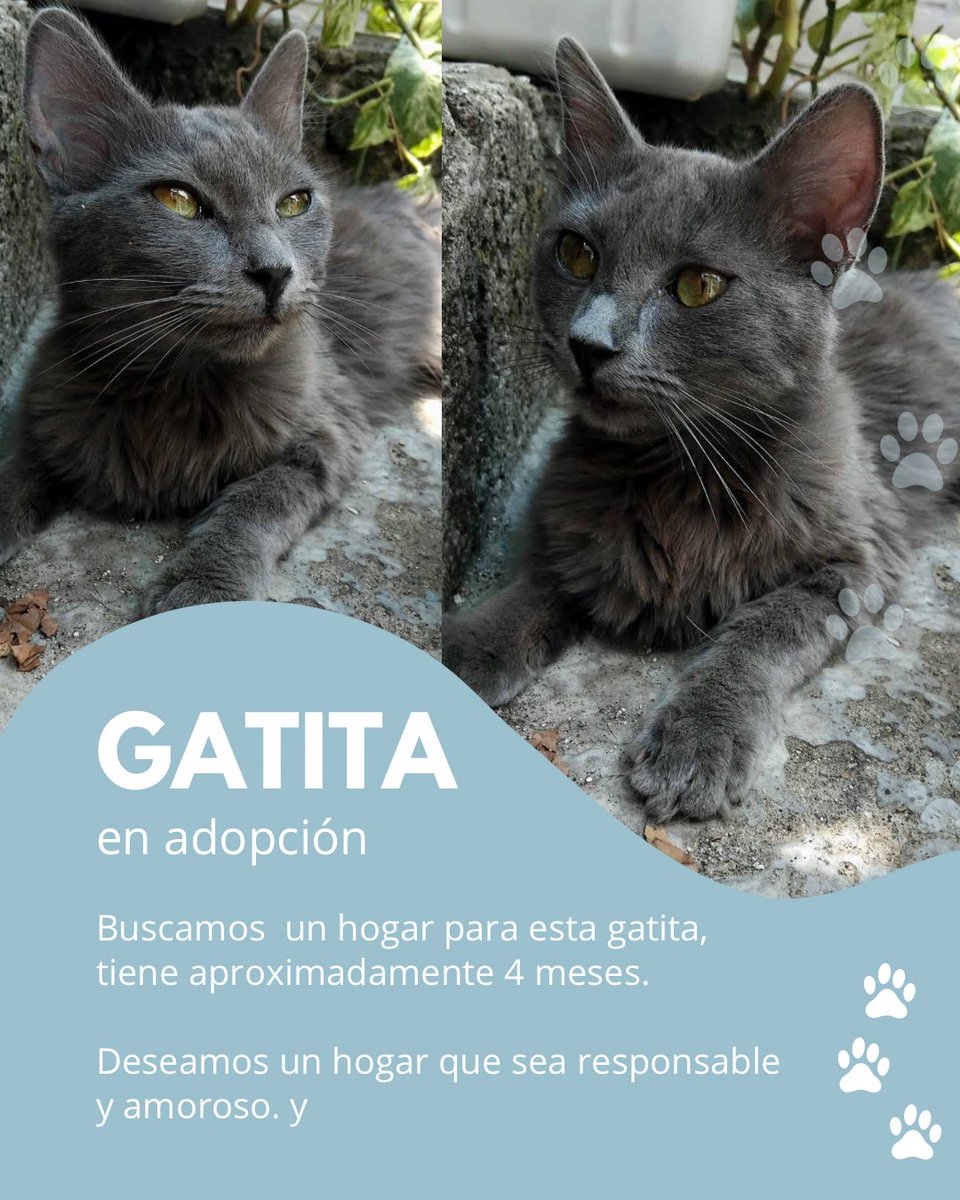 Navo2021's tweet photo. Estas gatitas están en adopción ✨🥺 https://t.co/ng80SMccLk
