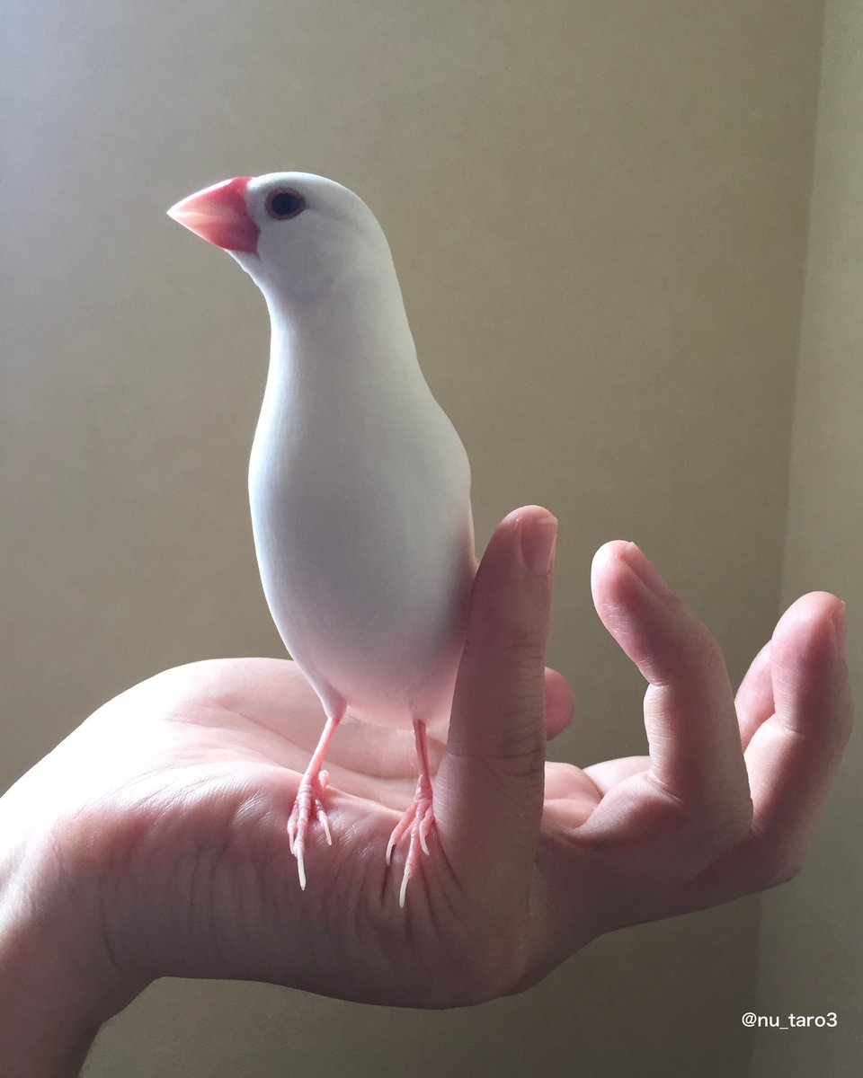 ぬうたろう tweet media
