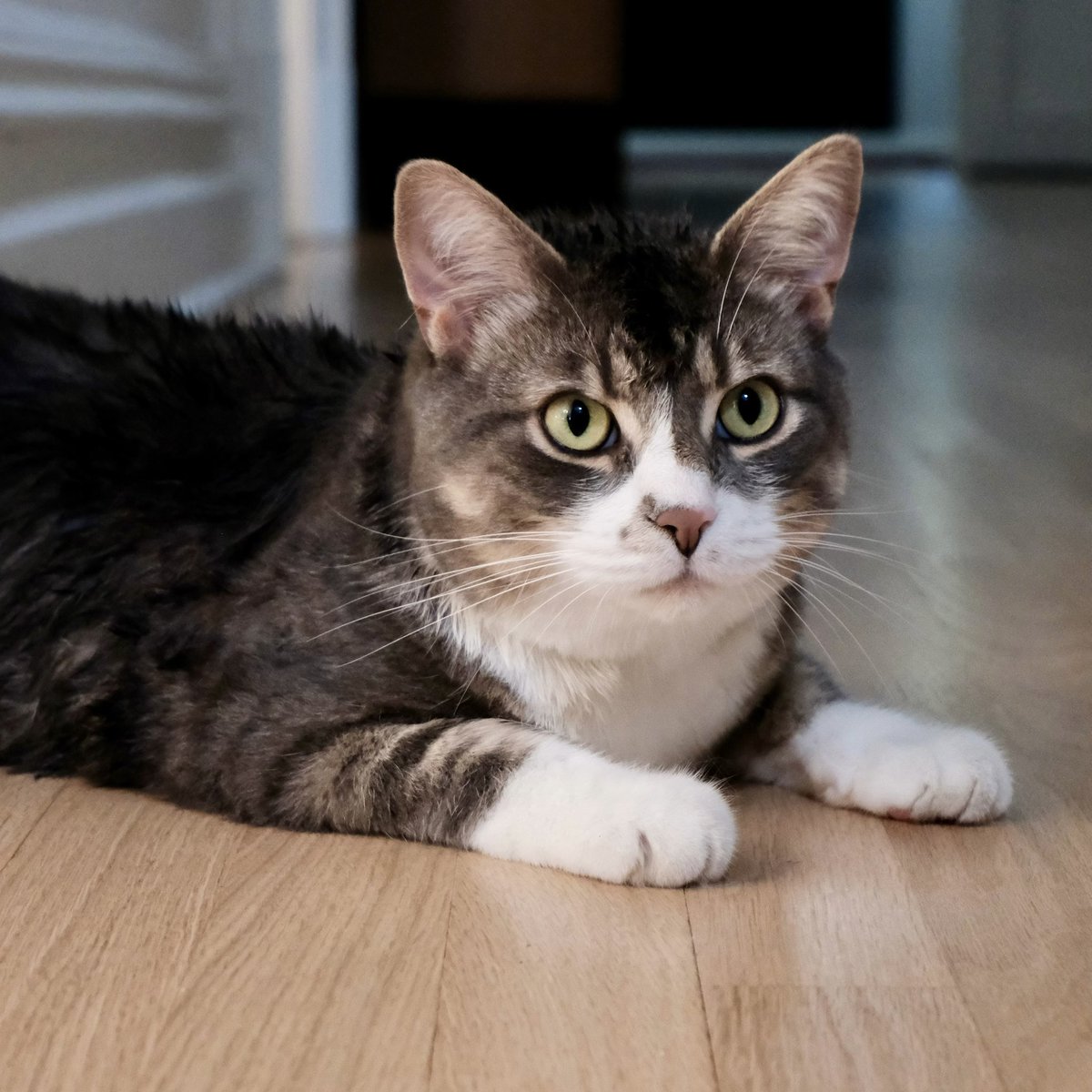 🇨🇦 Nico Carney, Purr Minister of Canada tweet media