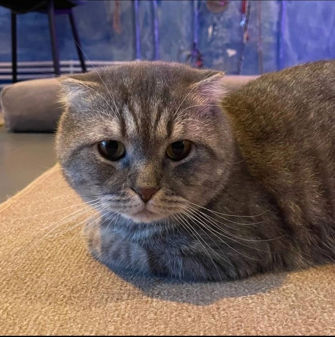 🇨🇦 Nico Carney, Purr Minister of Canada tweet media