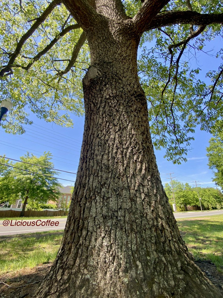 LiciousCoffee's tweet image. The 🌎 is full of amazing contents, see it, recognize it, create IT—find Art in Nature.

😍 🌿🌳🌿 ☀️ This is #TreeArt
#TreeWhisperer 
#Nature #NaturePhotography #Photography #PhotographyIsArt #Tree #Park #NatureWalks