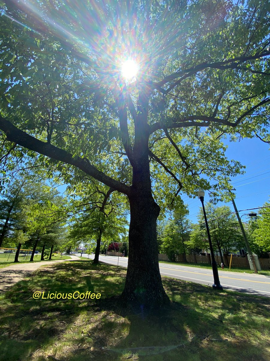 LiciousCoffee's tweet image. The 🌎 is full of amazing contents, see it, recognize it, create IT—find Art in Nature.

😍 🌿🌳🌿 ☀️ This is #TreeArt
#TreeWhisperer 
#Nature #NaturePhotography #Photography #PhotographyIsArt #Tree #Park #NatureWalks