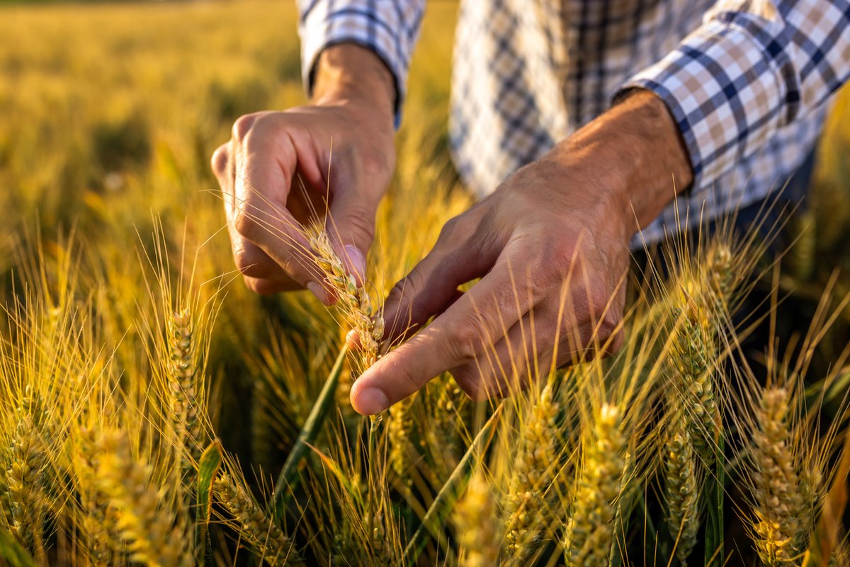 isaaa_org's tweet photo. Researchers at the Leibniz Institute of Plant Genetics and Crop Plant Research Gatersleben have successfully used #CRISPRCas9 to trim wheat chromosomes for faster breeding. For details, read #BiotechUpdates: https://t.co/dplOWUdIbx https://t.co/Y4j1ZLr3Kk