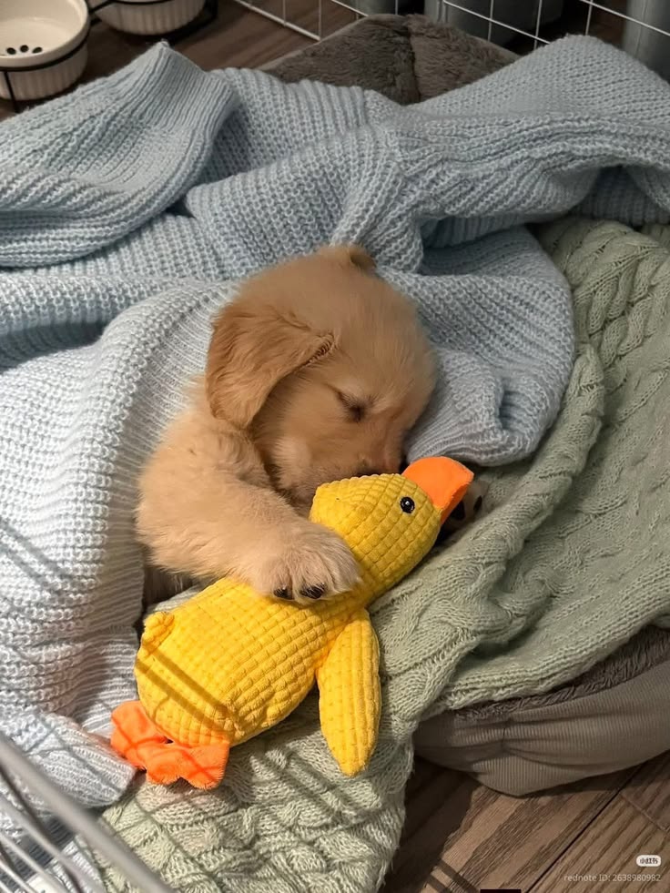 Puppies tweet media