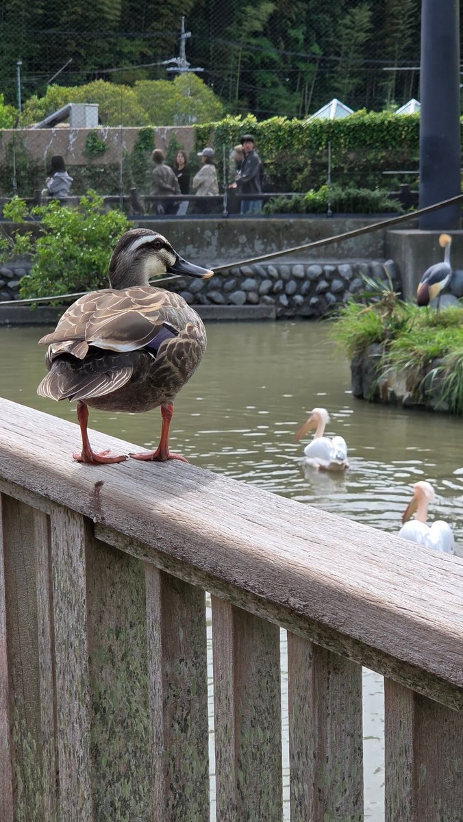 witch556's tweet photo. 昨日、駐車場の予約とって日本平動物園に行ってきたけど、結局予約メール必要なかったなぁ。 https://t.co/gK3xEMpXxV