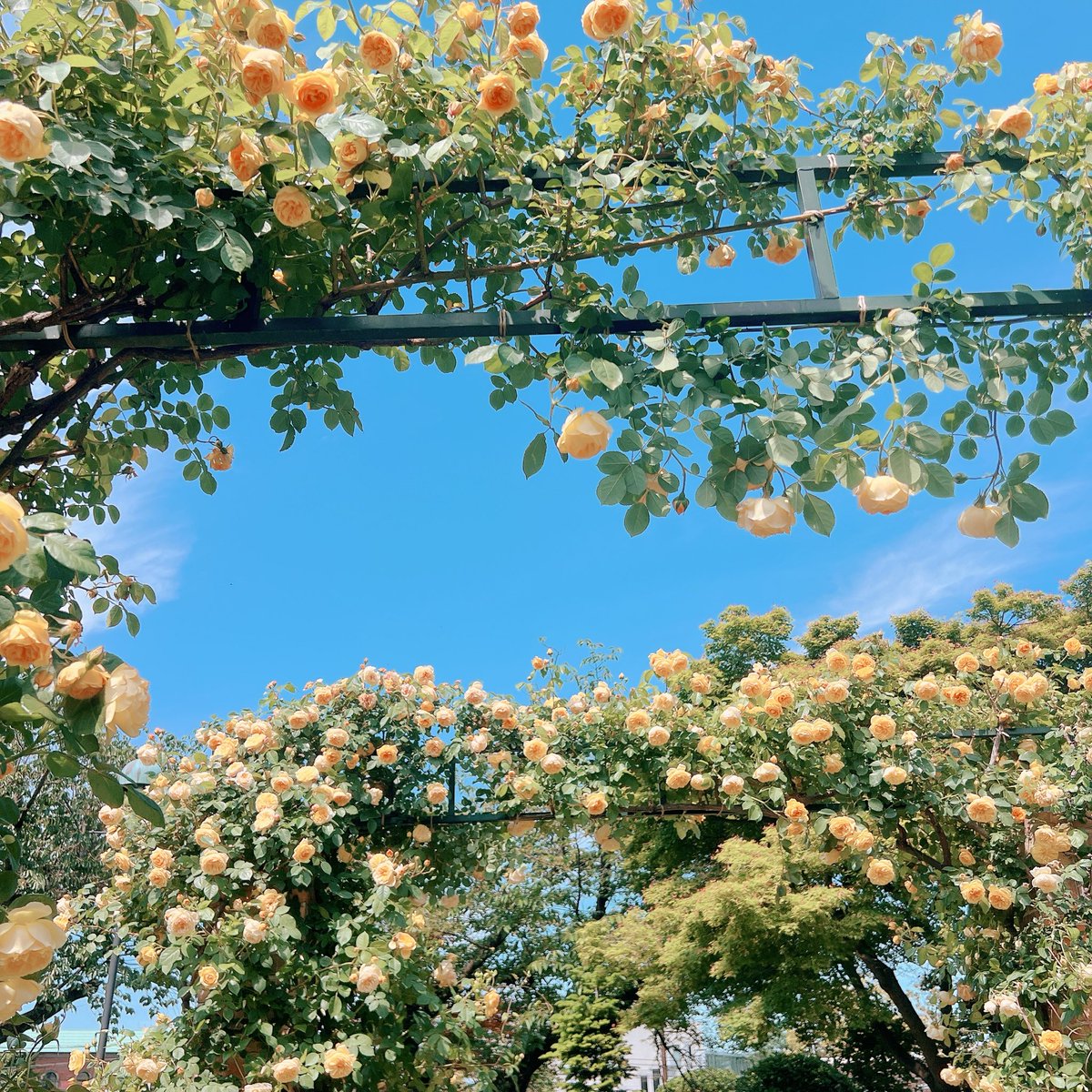 港の見える丘公園🌹🌹🌹
