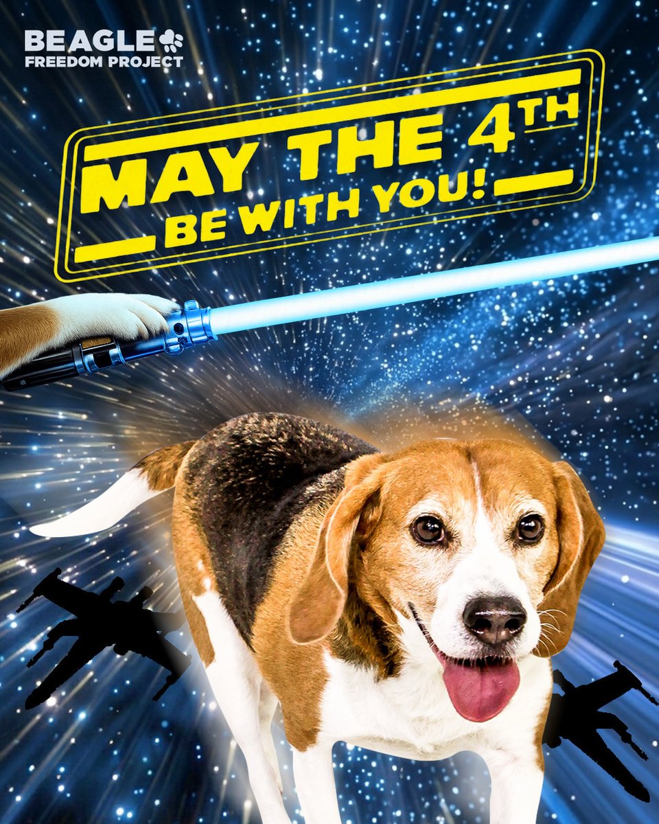 Beagle Freedom Project tweet media
