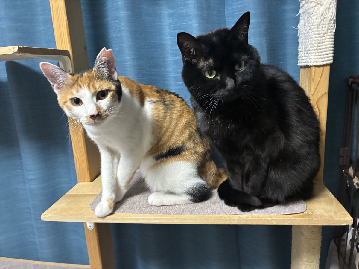 beerboy1984's tweet photo. とても大っきくなった。
猫の成長は早い。

#黒猫シャムトラ三毛
#成長 https://t.co/5WaehIS3vB