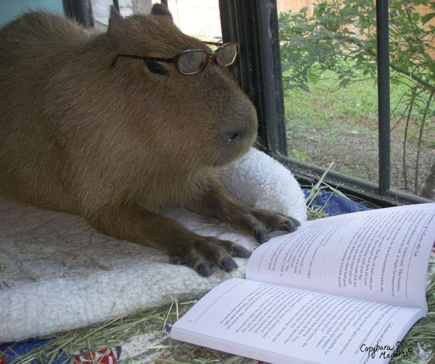 buttonsoda's tweet image. a good #reading session today… now i must slumber. let’s meet in our dreams fofos…