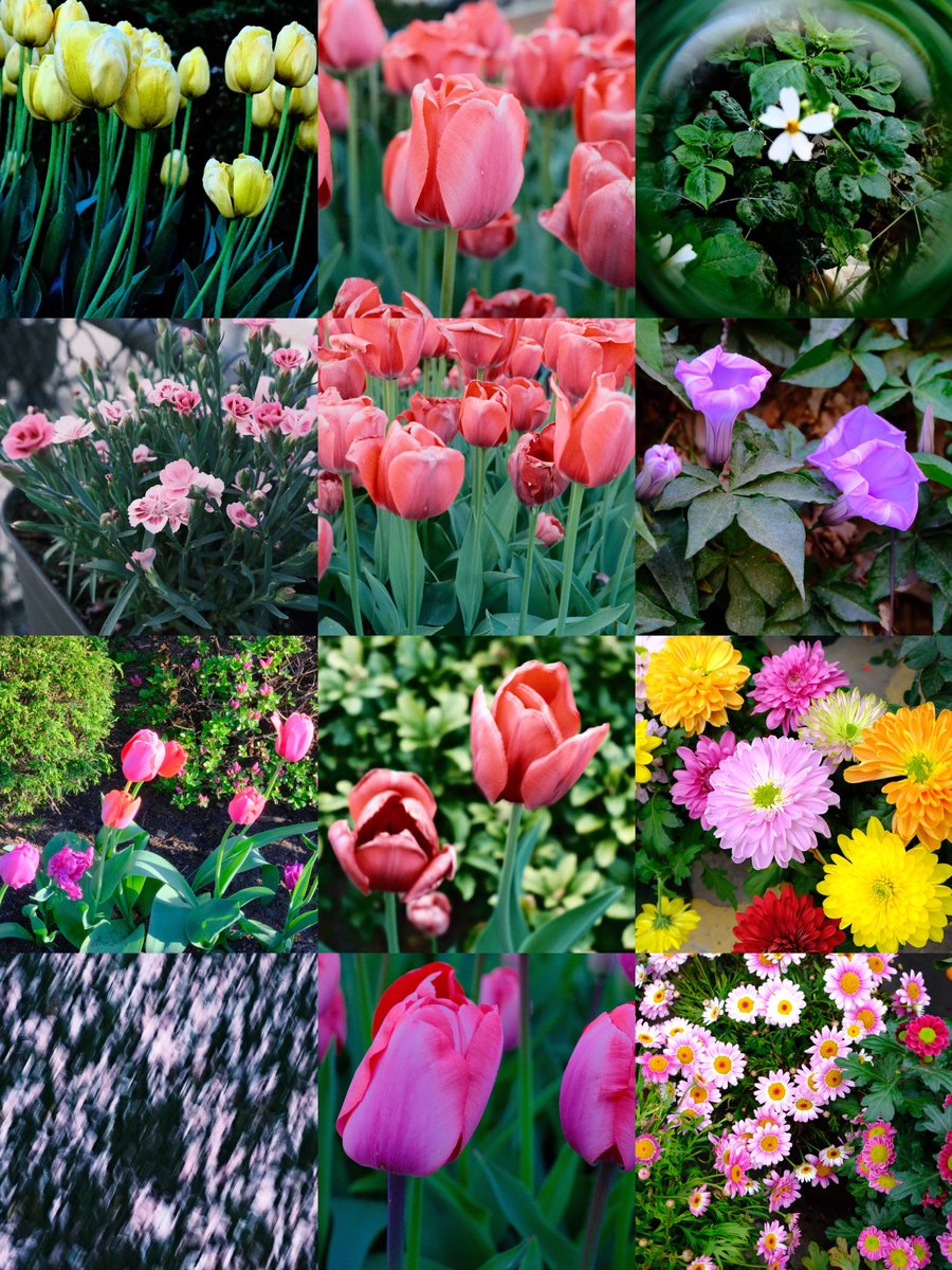DarrenChen528's tweet photo. Calling everyone on Earth

Show me what spring looks like from your corner of the world.
Drop yours below.

Aliens, if you’re scrolling tonight, you’re welcome to join too 🌸👽

#springaroundtheworld #globalphotography #springvibes
#花の写真 #春の色 #世界の春
#地球の季節 https://t.co/mckzan5rdV