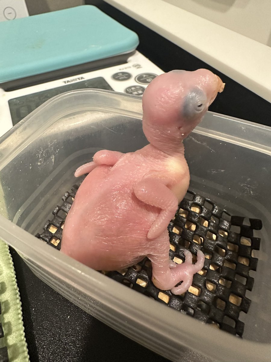 KitakoBird's tweet photo. 生まれて1週間。
こんなだった子がここまで大きくなりました🐥

 #ワカケホンセイインコ https://t.co/m80hvrpY9u