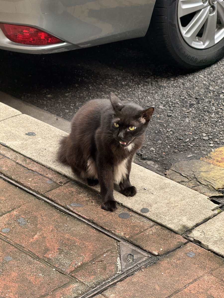CatsofJakartaID's tweet photo. Cute coat, PJ cat! https://t.co/sP4jgedAfu