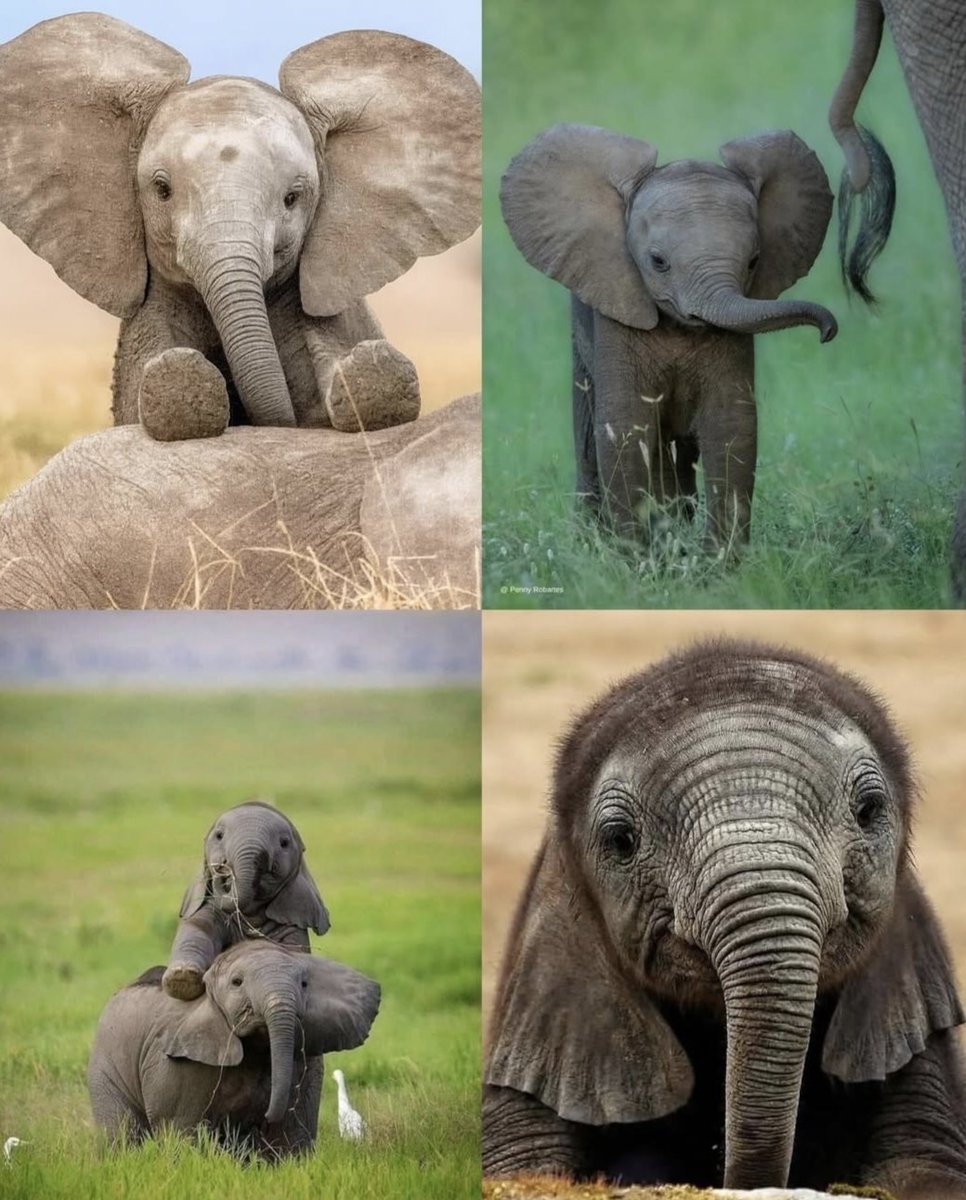 Nature is Phenomenal tweet media