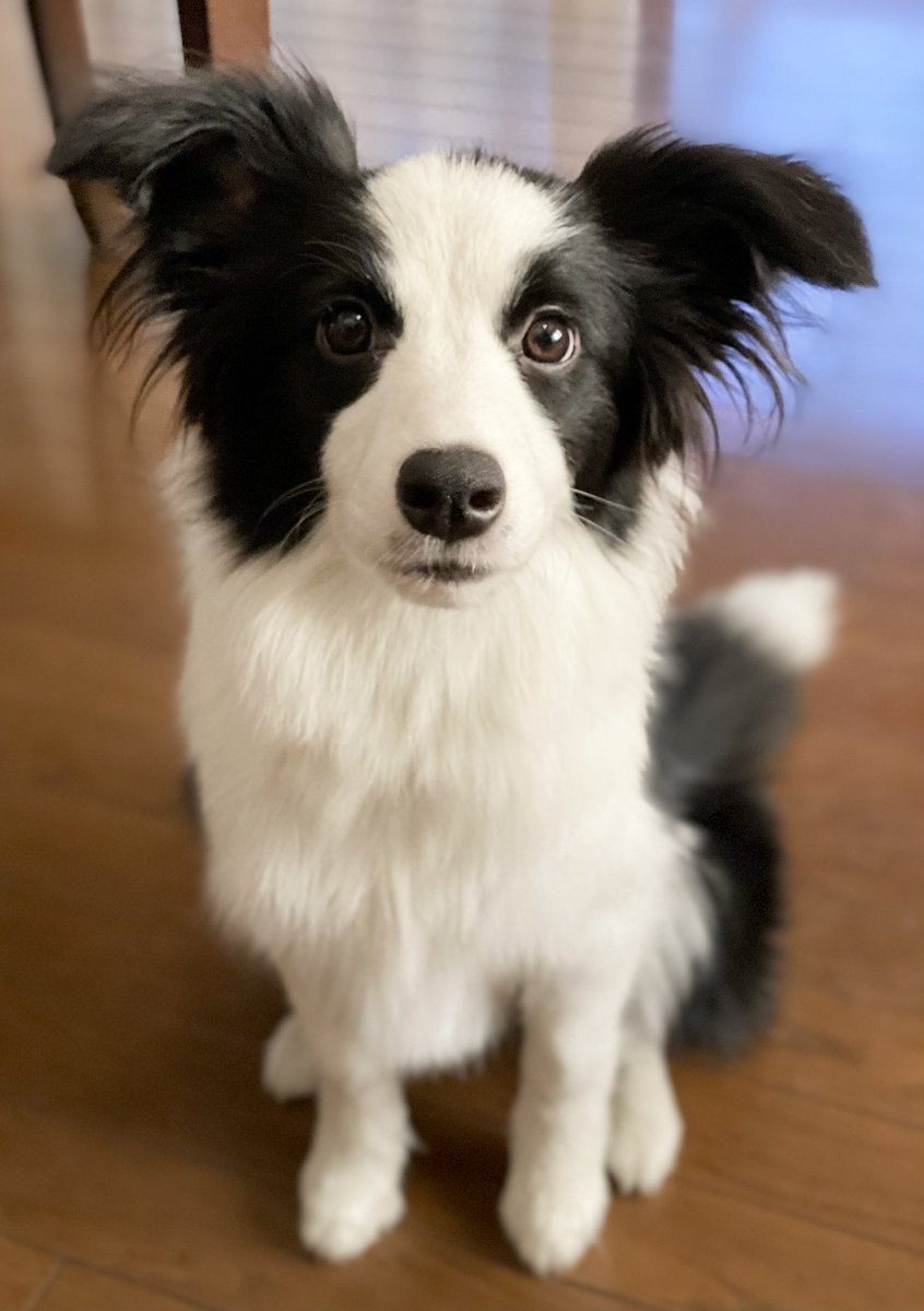 How is everyone's day going?🐶