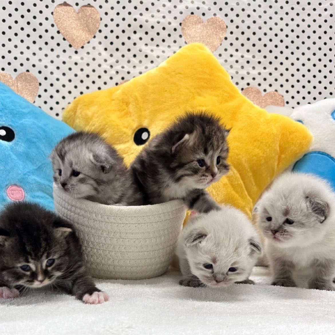 魚介系サイベリアン🐟🐾 tweet media