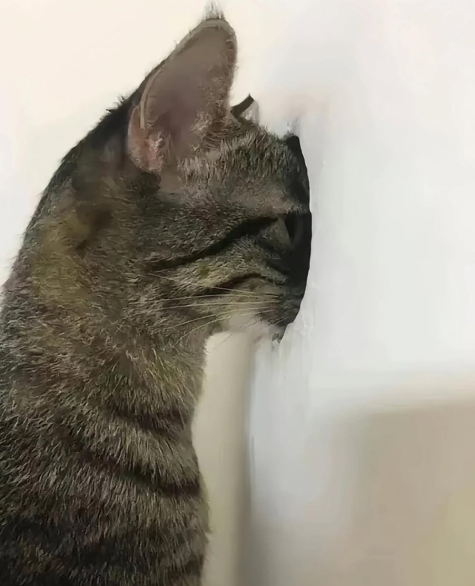 Daily Cat Posts tweet media
