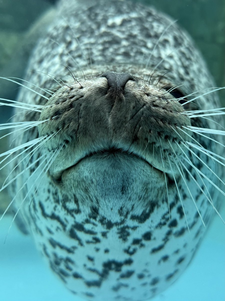 男鹿水族館GAO【公式】 tweet media