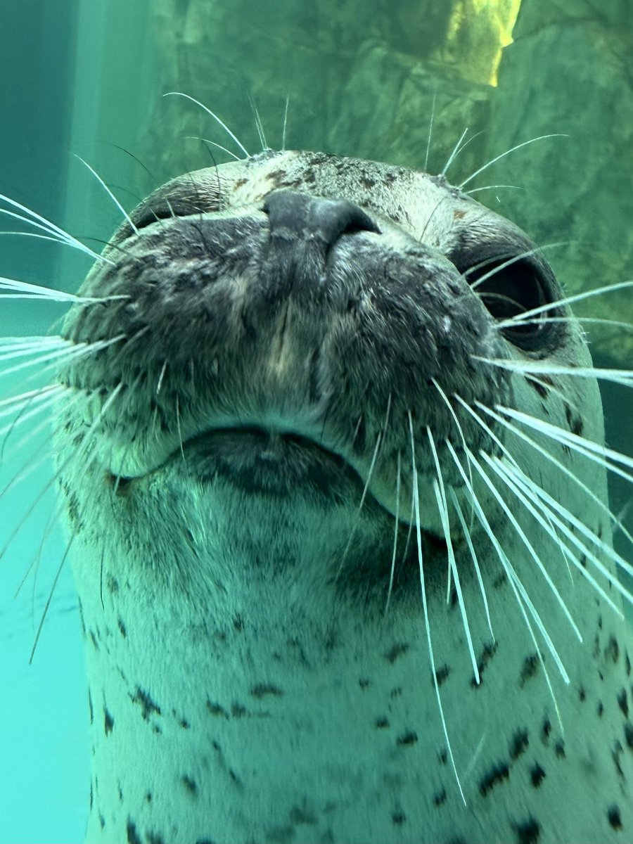 男鹿水族館GAO【公式】 tweet media