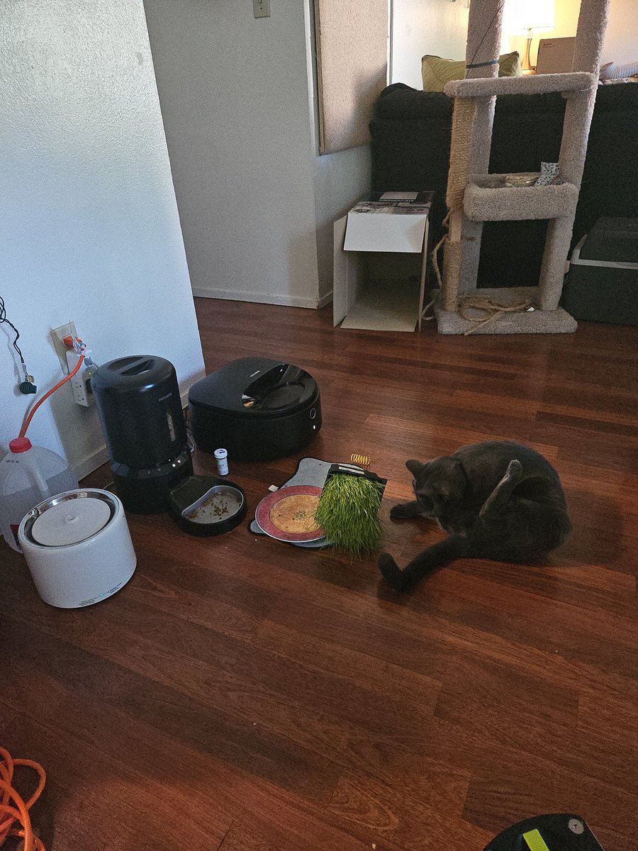 TheTinyHooker's tweet image. Here's my son, Freddie, having an appetizer mere minutes before his dinner distribution devices hit #catsoftwitter #kittyhasaquestion