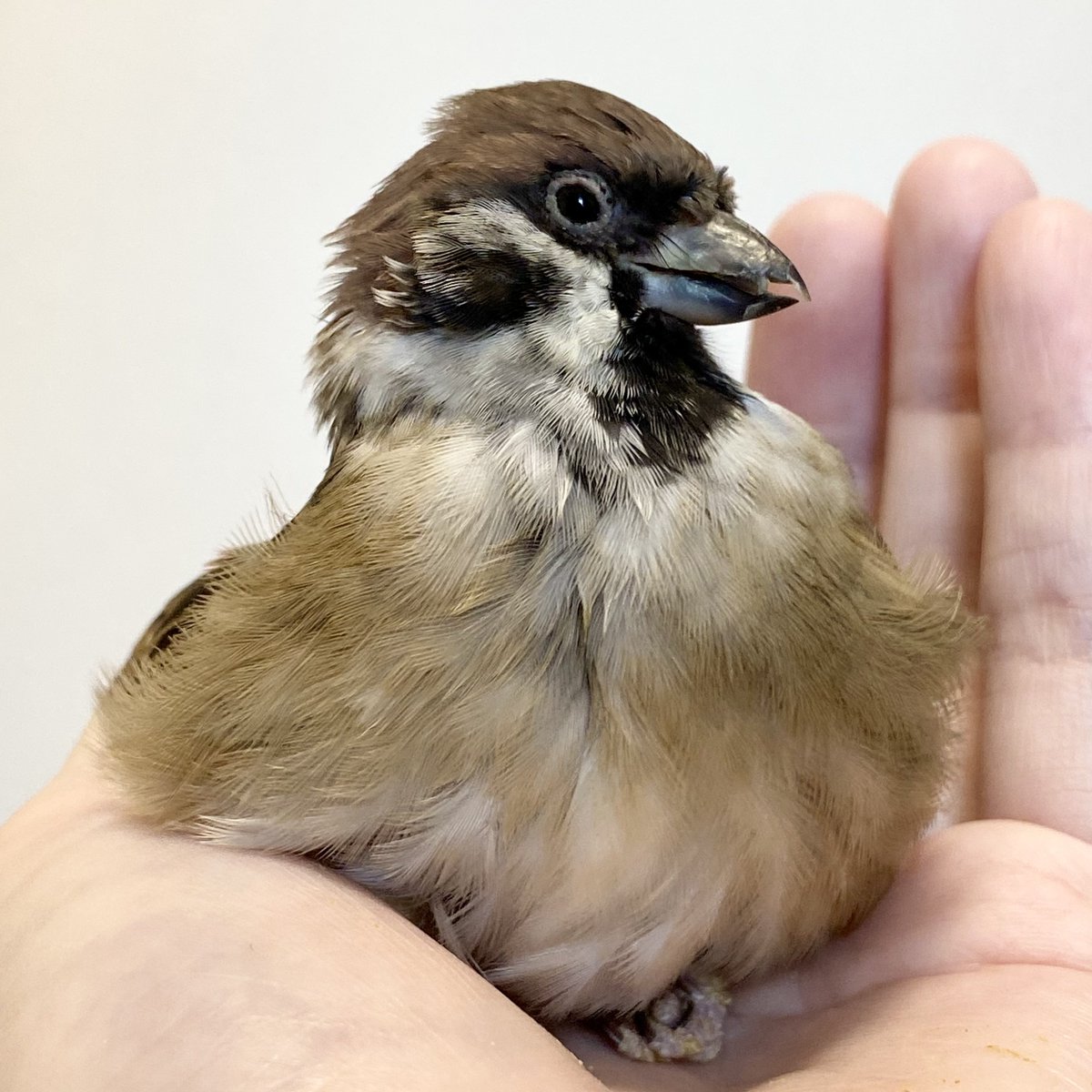 るみな😼🐣🐈🕊️🦜ゆるっと〜！💜 tweet media