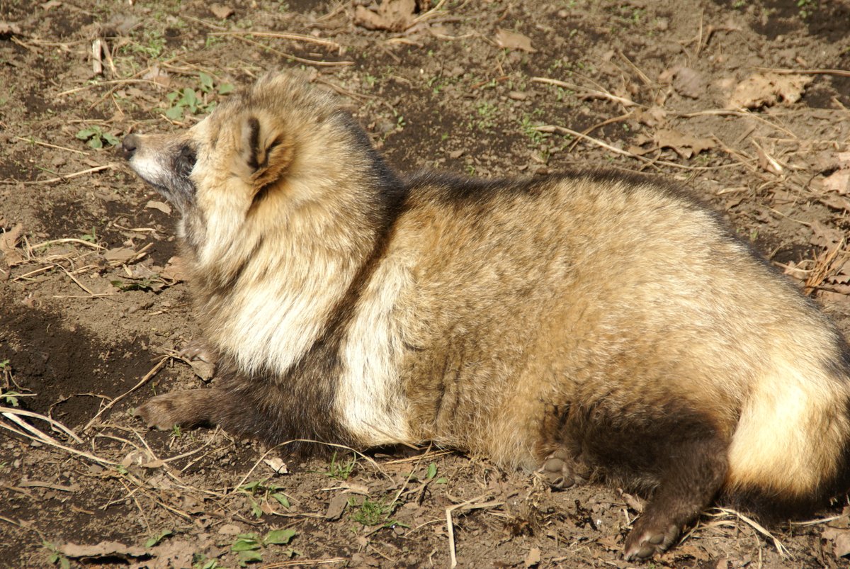 エゾタヌキ #たぬき #タヌキ #tanuki #raccoondog #円山動物園 #エゾタヌキ