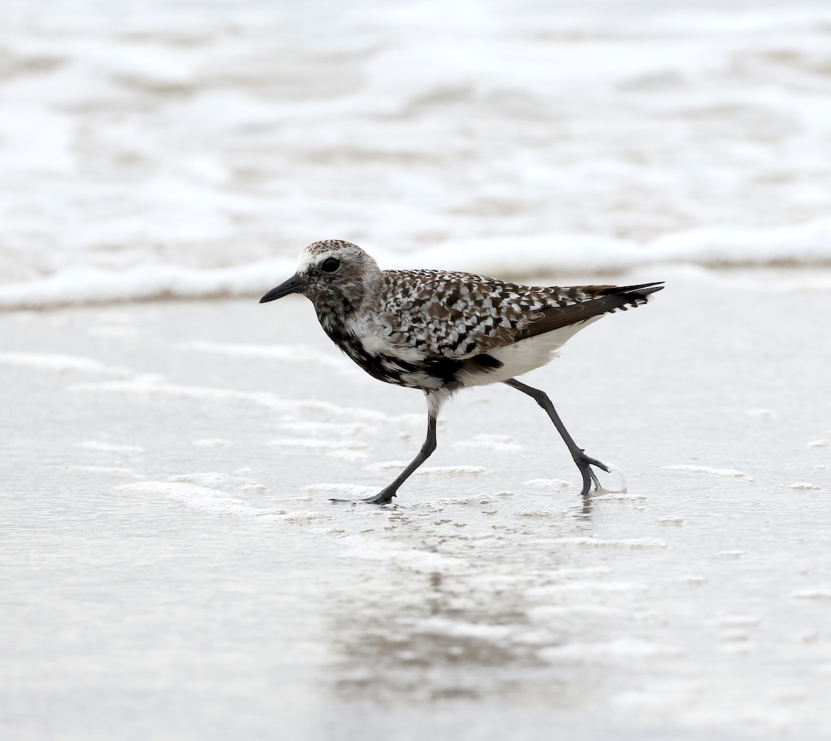TexasBirder tweet media