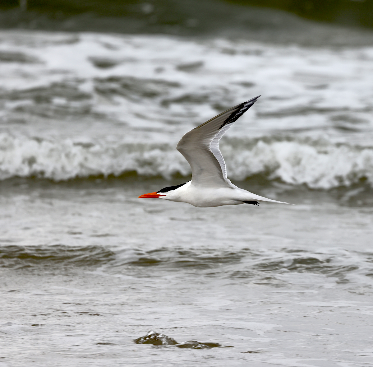 TexasBirder tweet media