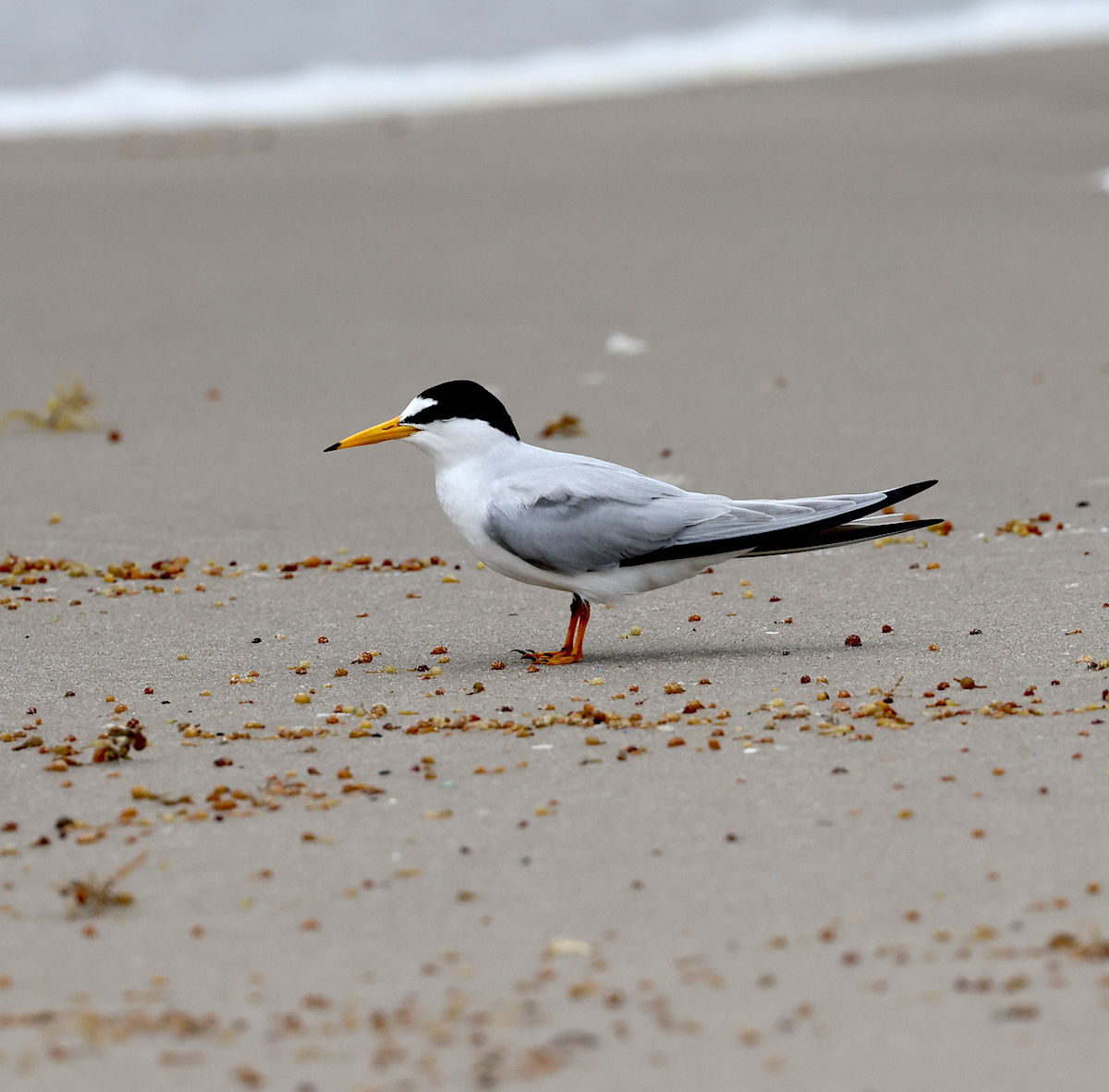 TexasBirder tweet media
