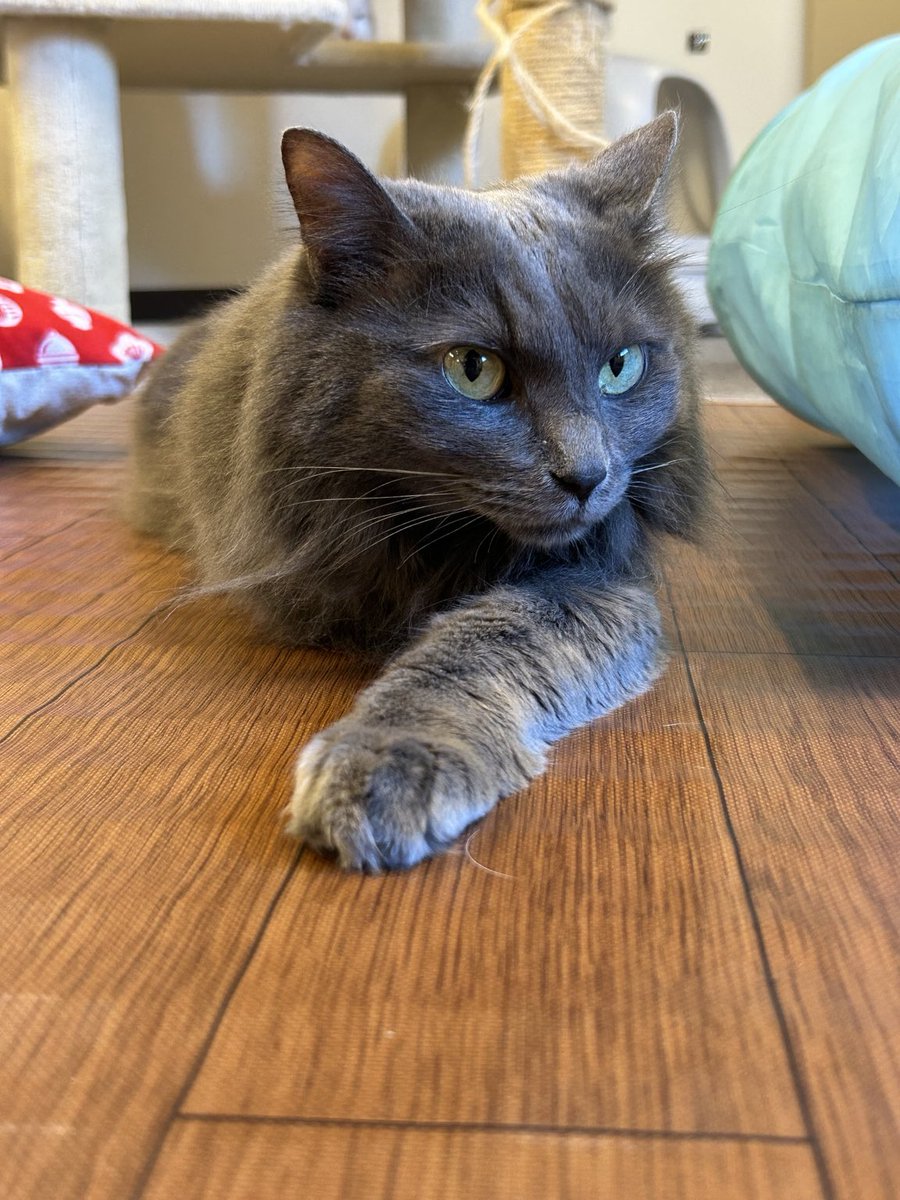 神戸元町‐猫カフェNyanny tweet media