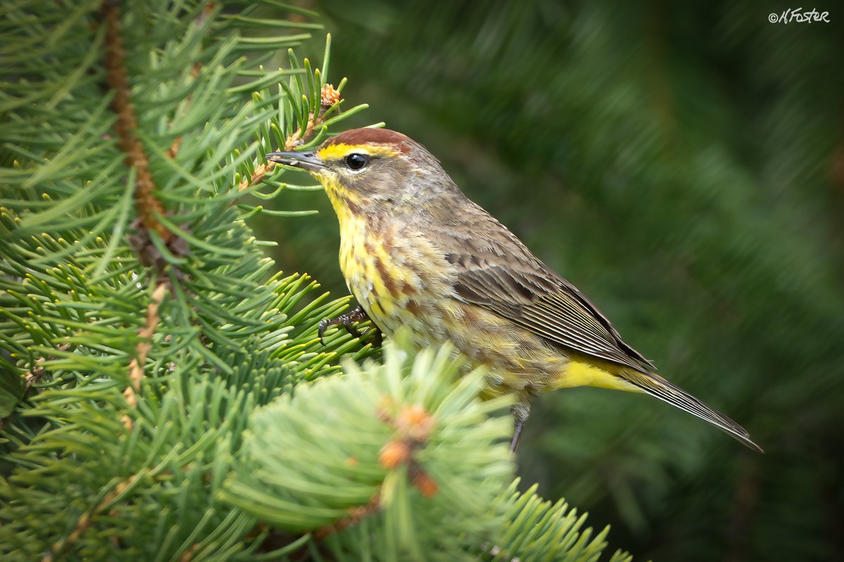 harry_fosters's tweet photo. Dropped in to #MudLake with my sister today, she getting used to a new camera. The usual suspects were around but got this #PalWarbler and a #CapeMay Warbler. Then we have the usual suspects which keep us busy until something new shows up. https://t.co/8zT4i6x0YH