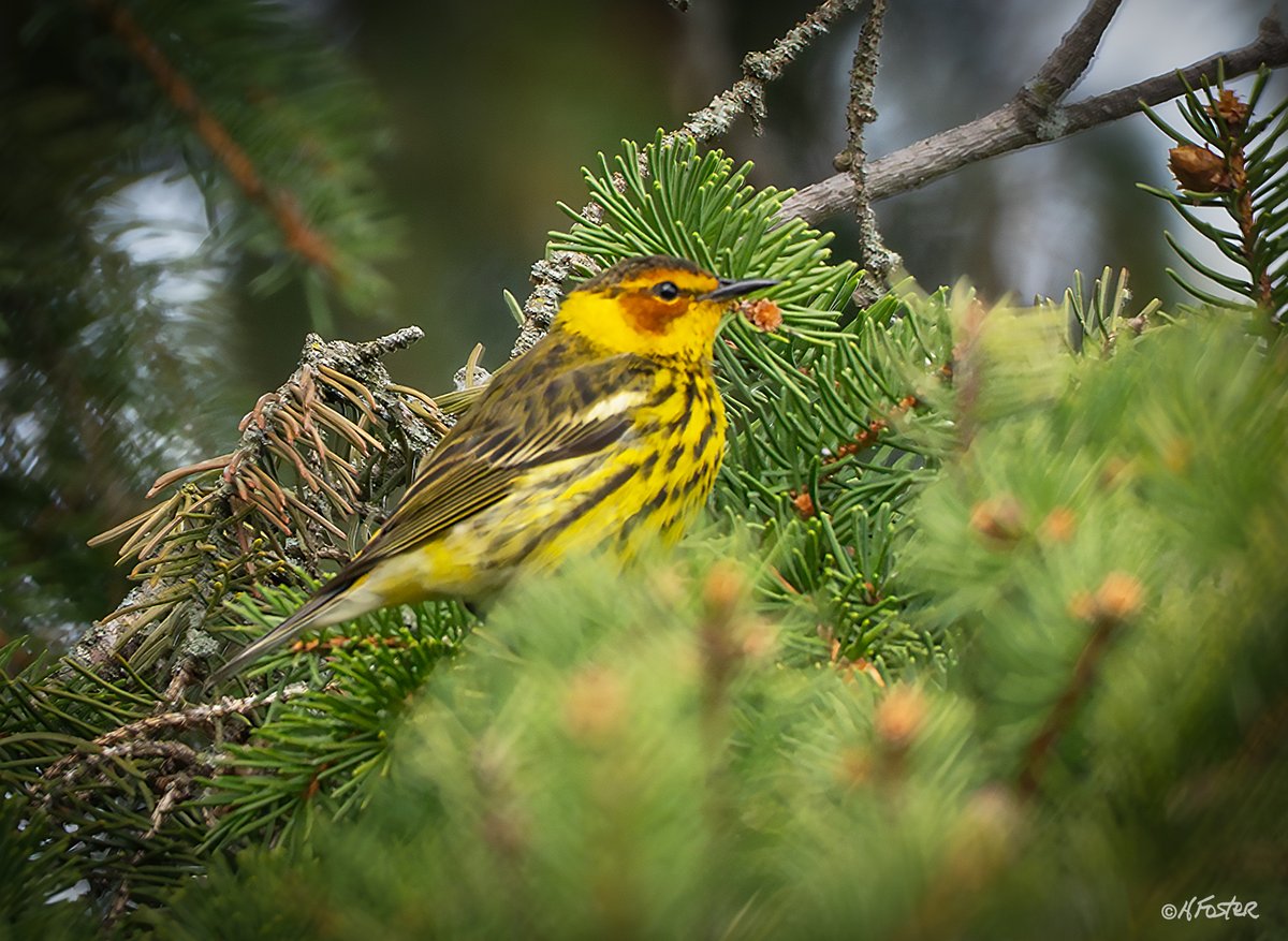 harry_fosters's tweet photo. Dropped in to #MudLake with my sister today, she getting used to a new camera. The usual suspects were around but got this #PalWarbler and a #CapeMay Warbler. Then we have the usual suspects which keep us busy until something new shows up. https://t.co/8zT4i6x0YH