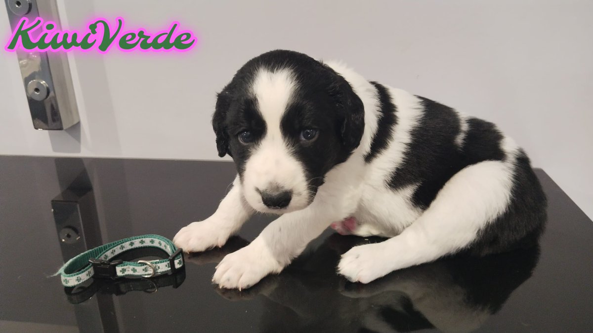 NuevaVidaAdop's tweet photo. #Madrid 
KIWI VERDE   cachorrete cruce
@springerspaniel
en #adopcionresponsable
Sociable con niños🐶
De tamaño mediano en edad adulta 
Se entrega chipado,vacunado,desparasitado y CON compromiso de castracion
 CONTACTO📩 facenuevavida@gmail.com 
#cachorros #adopta #adoptame https://t.co/a40ovGnyzs